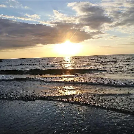 Gardenia 33 Superior *