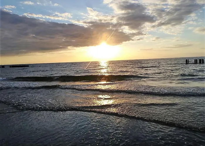 Gardenia 33 Superior *